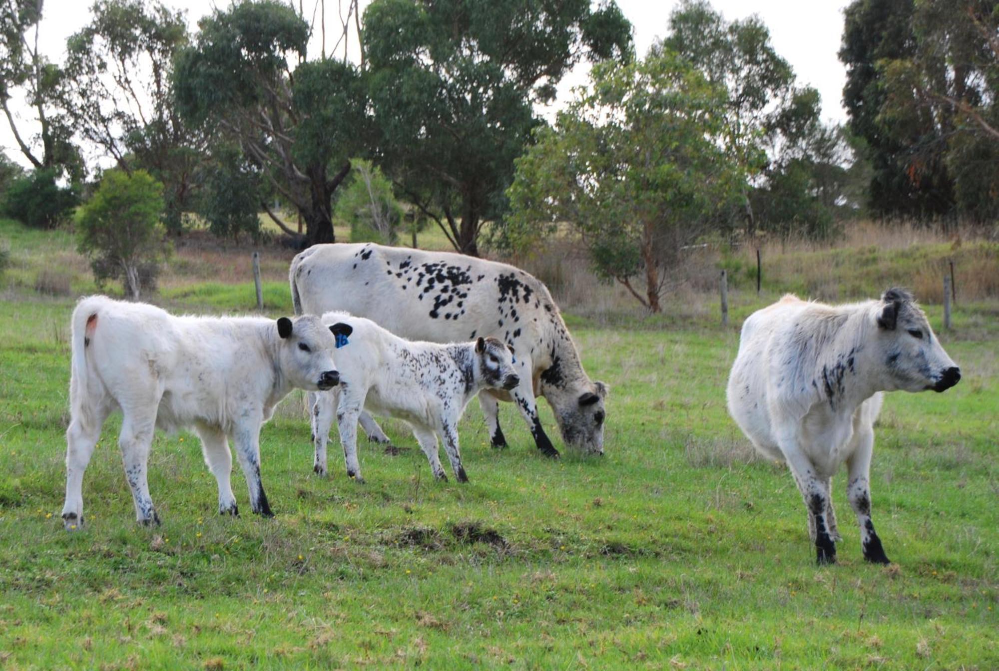 Back Valley Farmstay Bed And Breakfast Victor Harbor Exterior photo